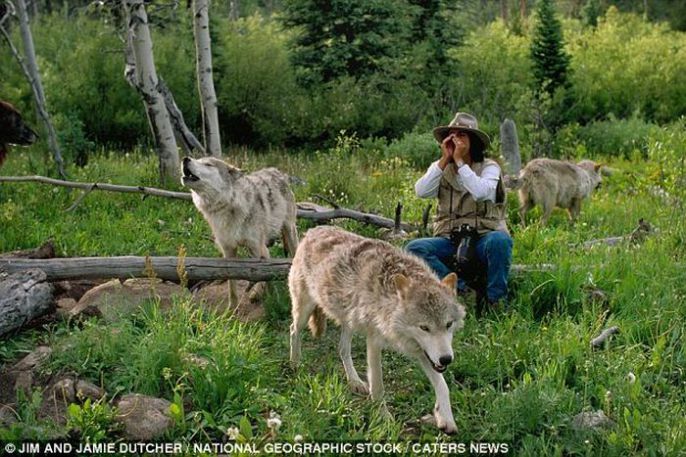 Howling with the wolves 