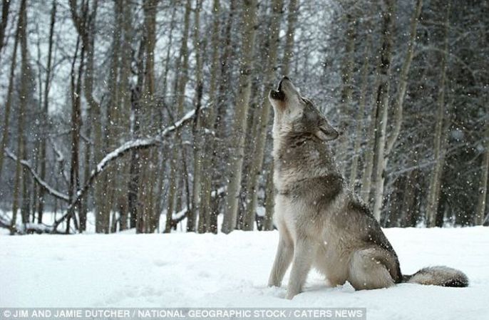 Wild Wolf Howling 