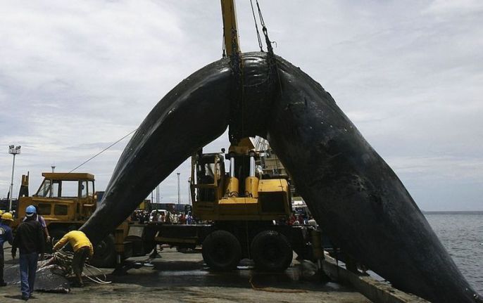 Huge whale 