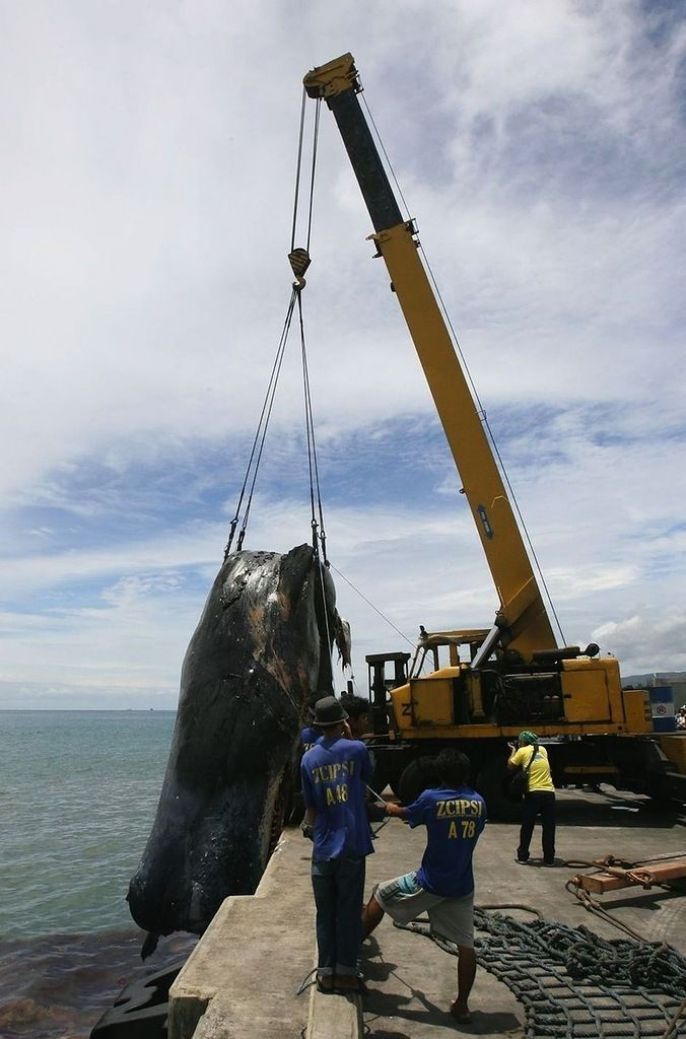 Lifting the giant whale 