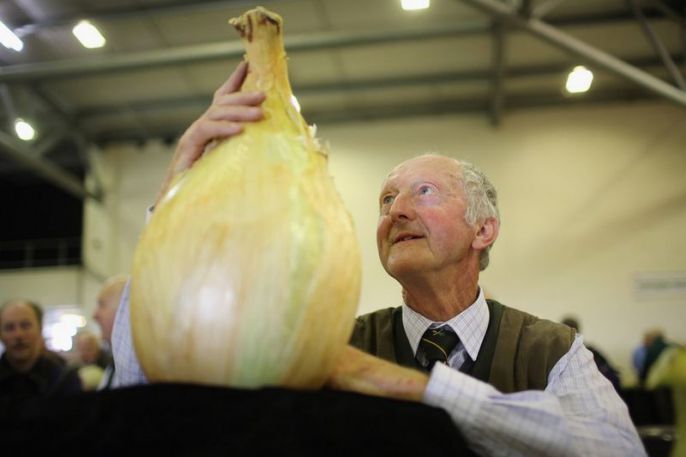 Giant Onion 