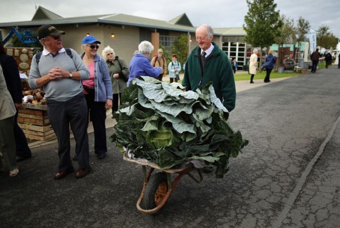 Lettuce in a wheelbarrow 