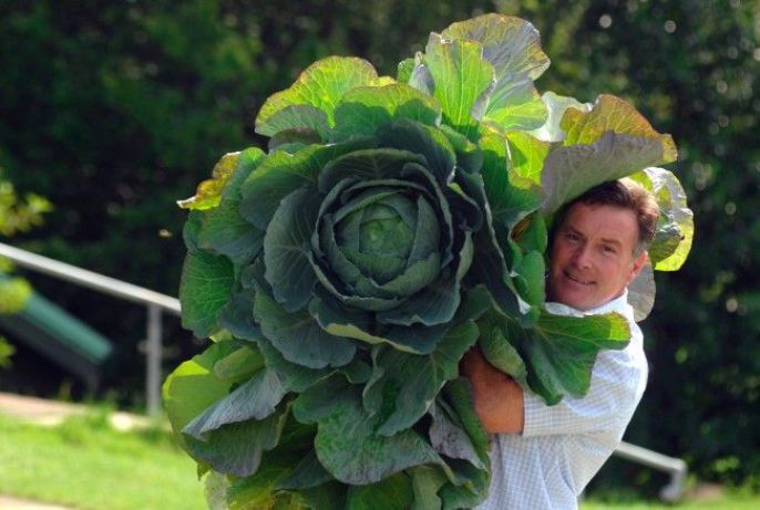 Huge lettuce 
