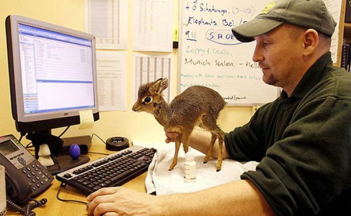 Tiny Deer Helps at work 
