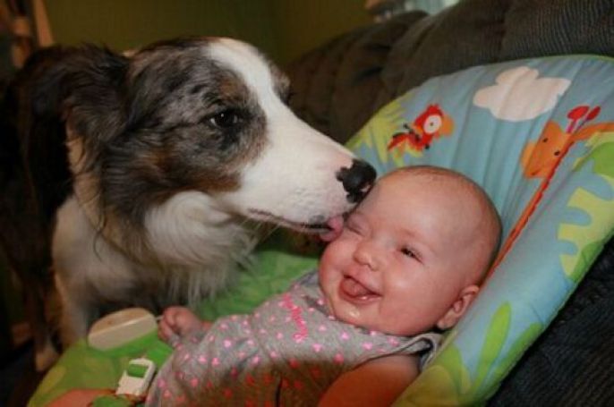 Dog Licking Baby 