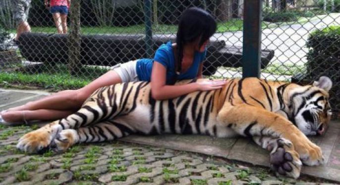 Laying with a tiger 
