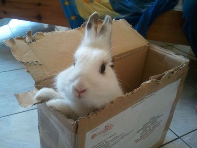 Bunny in a box 