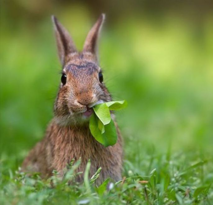 Bunny eating in the grass 
