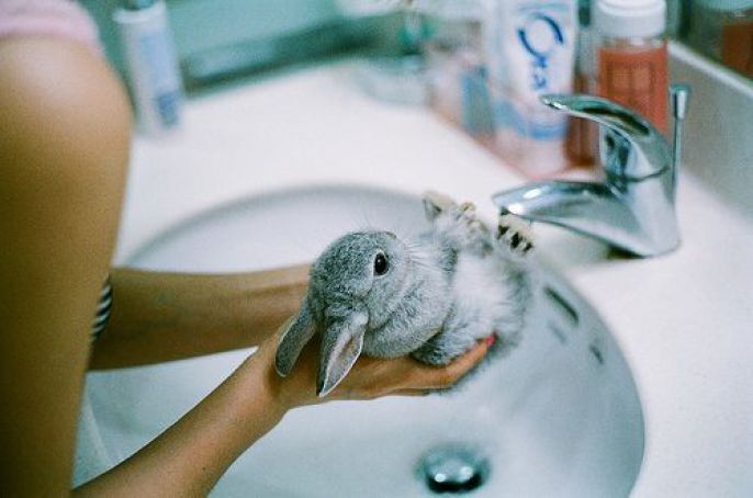Bunny Gets A Bath 