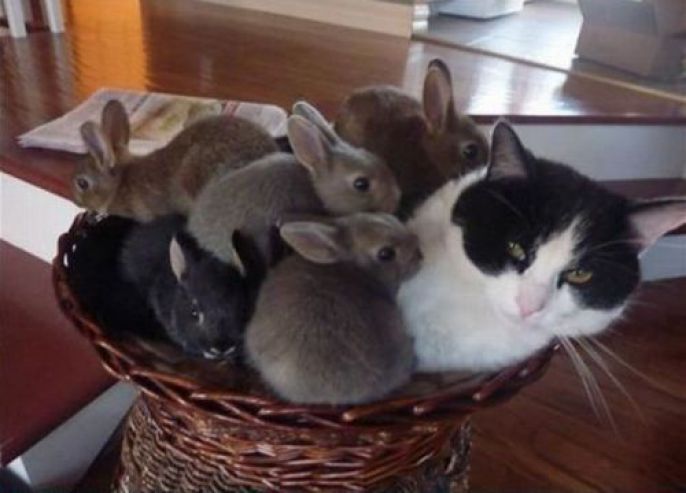 Basket of bunnies and a cat 