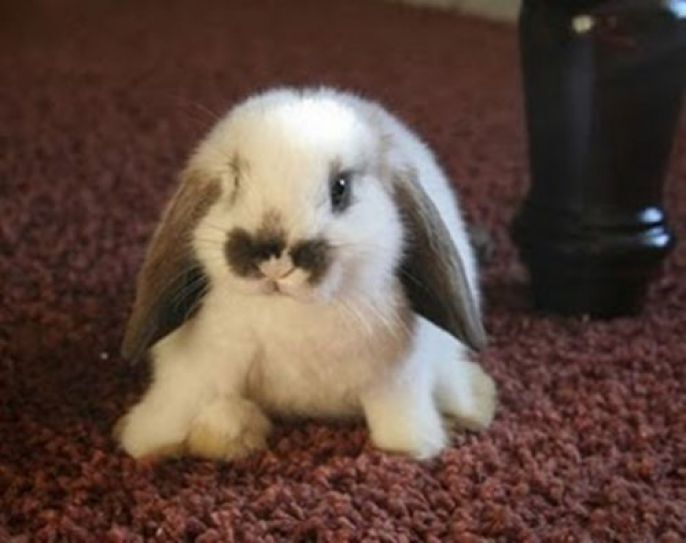 Cute Baby Bunny 