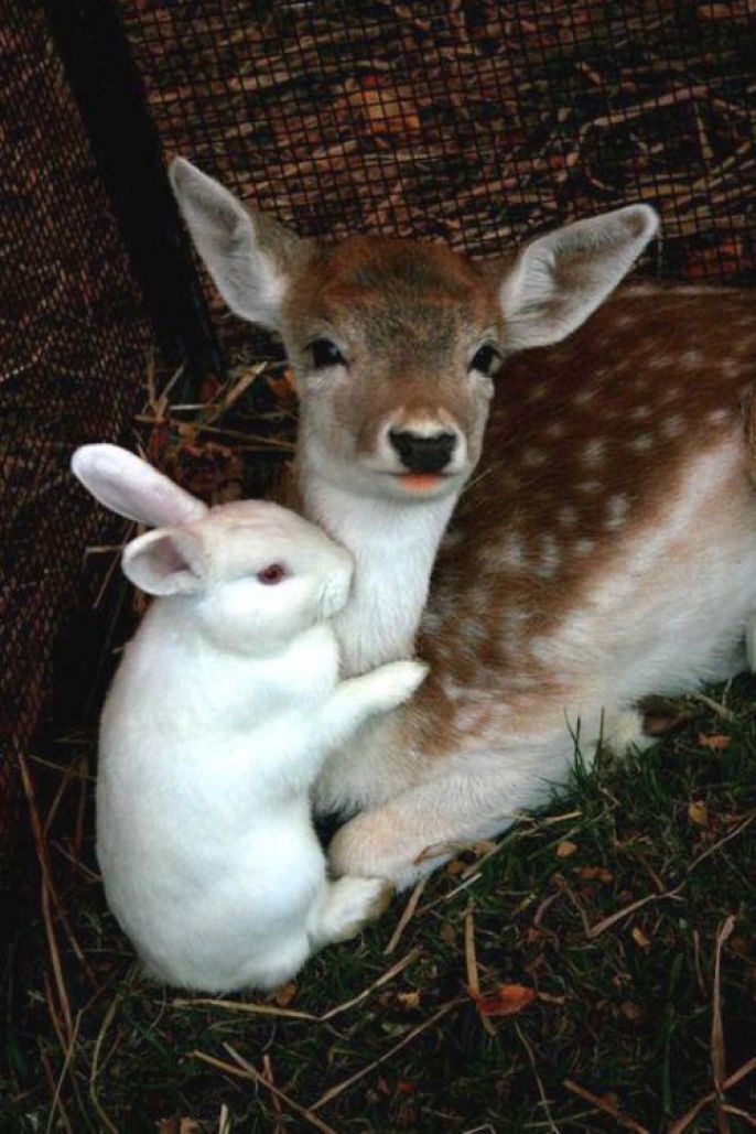 Bunny with a deer 