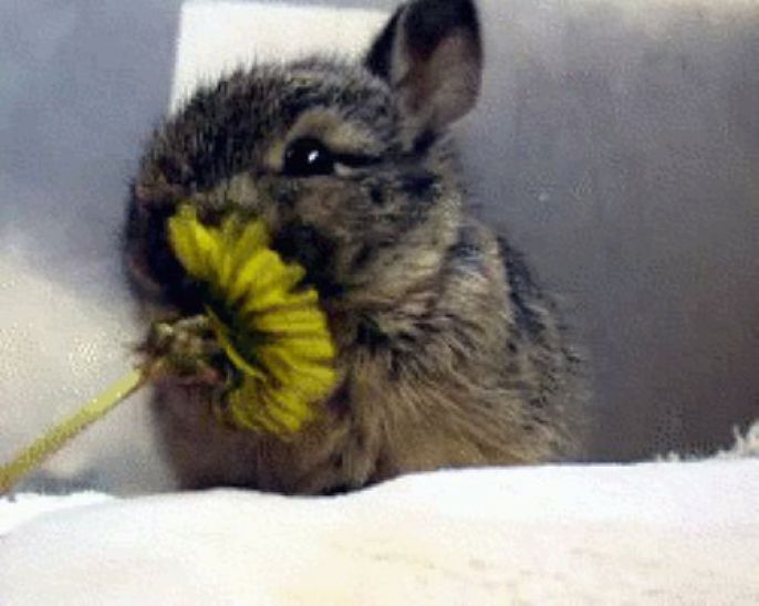 bunny eating a flower 