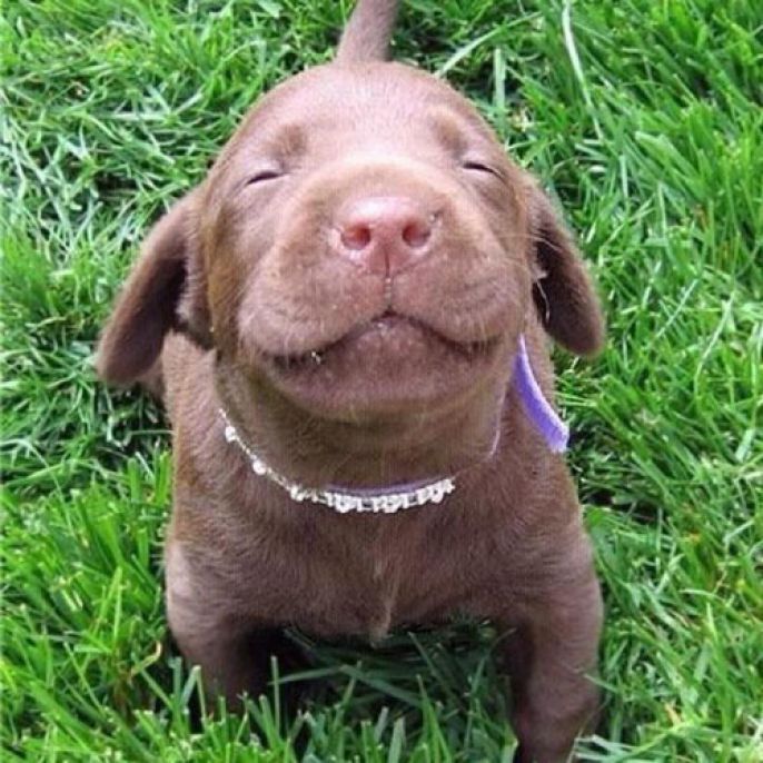 Puppy Smile 