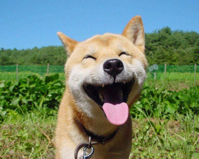 Funny Dog Smile 