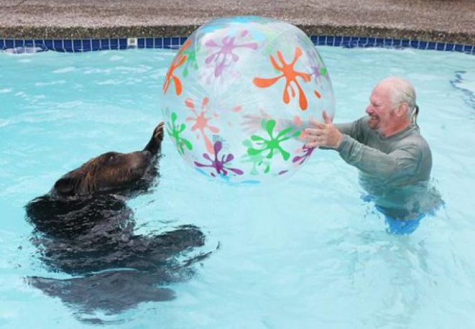 Pool Bear 