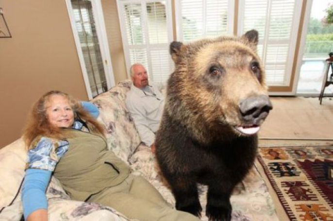 Bear on the couch 