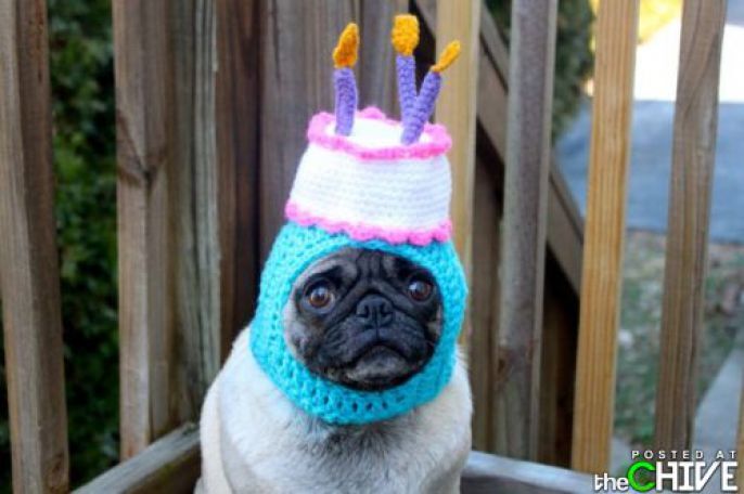 Birthday Cake Pug Hat 