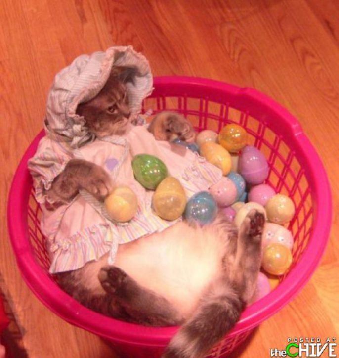 Kitty in an Easter basket 