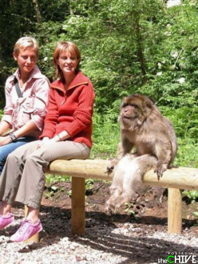 Monkey sits on a bench 