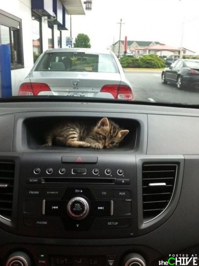 Kitty In Car Console 