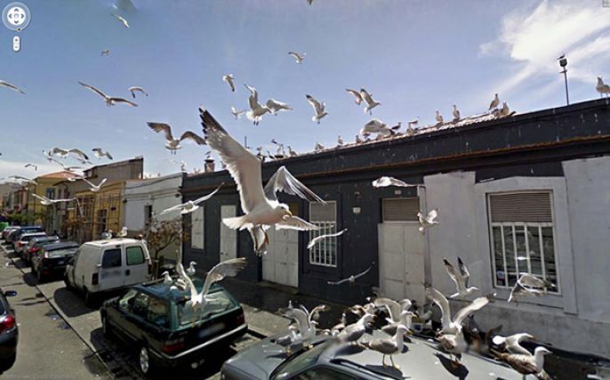 Tons of Seagulls 
