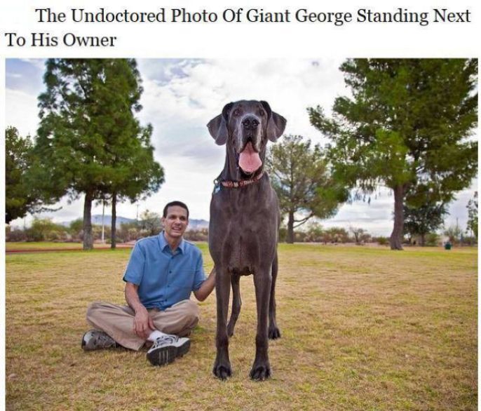 Giant Dog