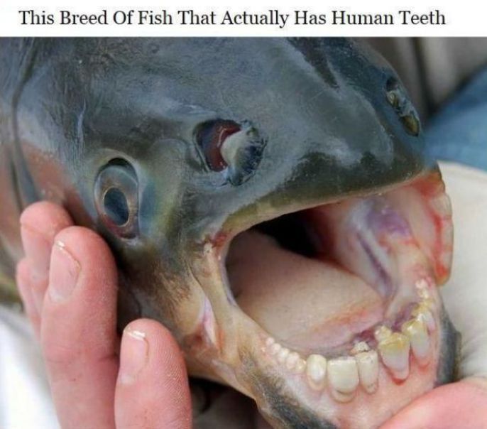 Fish With Human Teeth 