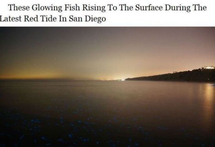 Glowing Fish 