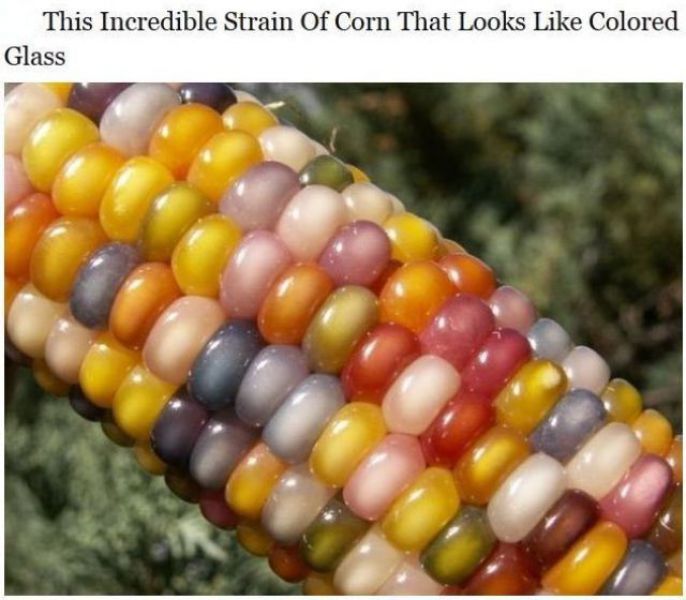 Colored Corn 