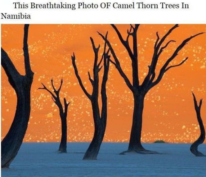 Camel Thorn Trees 