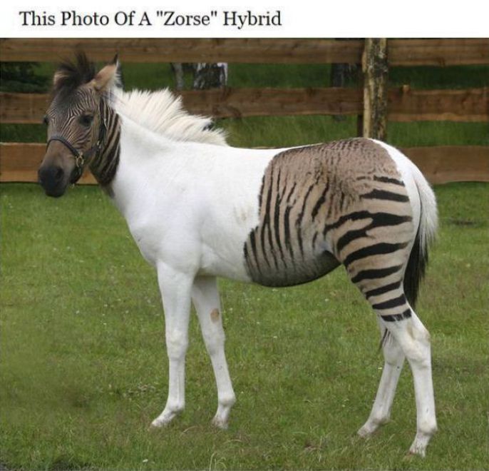 Zorse - Zebra Horse 