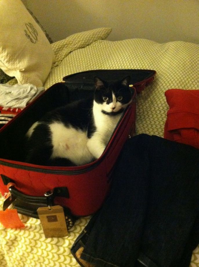 suitcase cat 