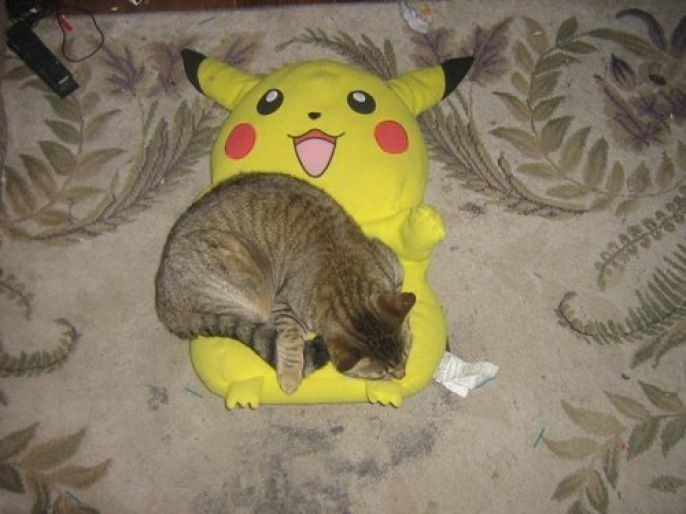 cat cuddles with pikachu 