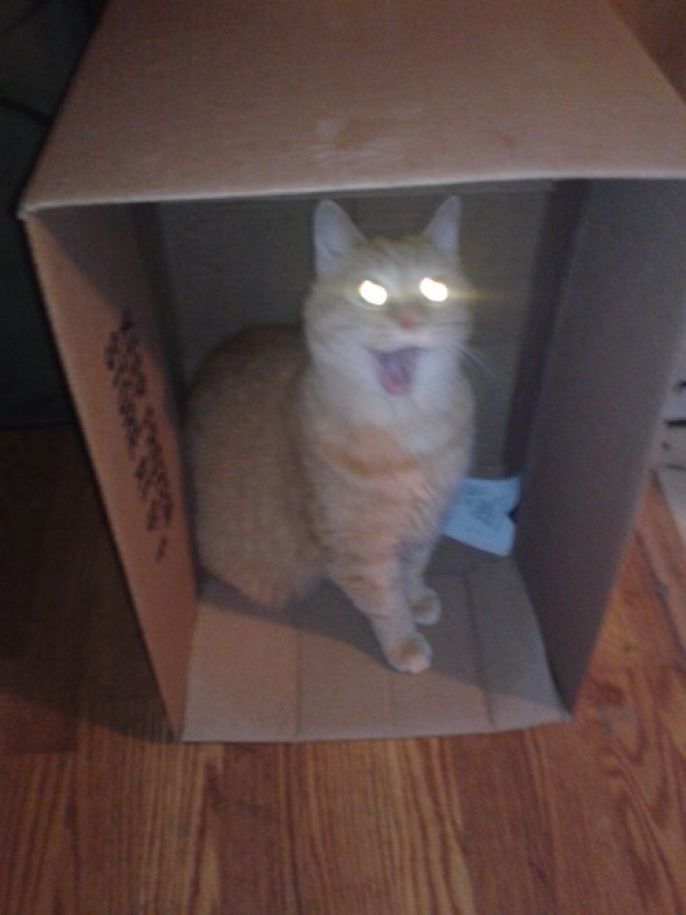Surprised cat 