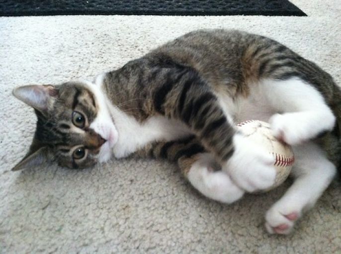baseball kitten 