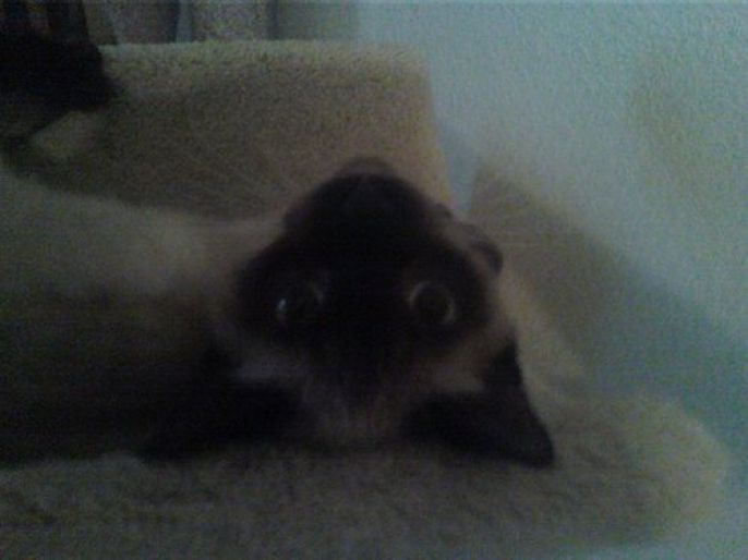 upside down kitty 