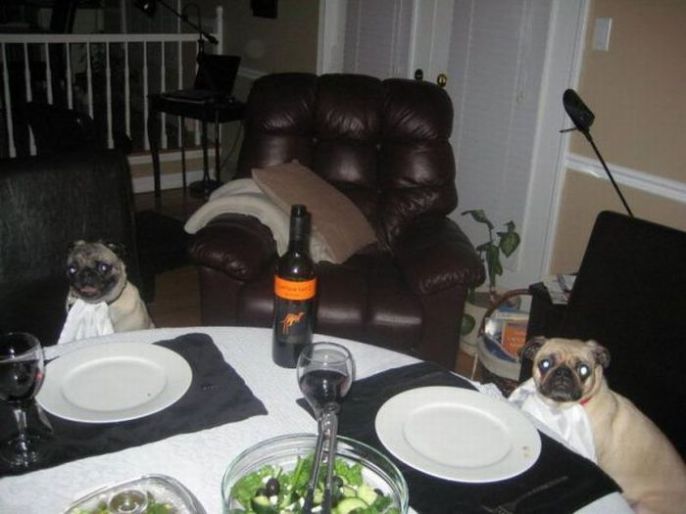 pugs ready for dinner 