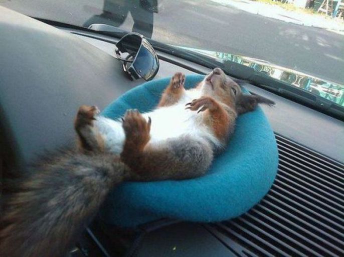 Relaxed squirrel 