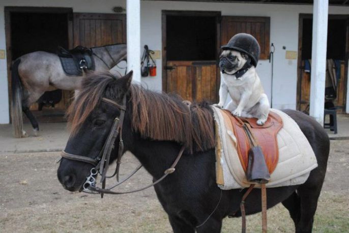 Dog on horse 