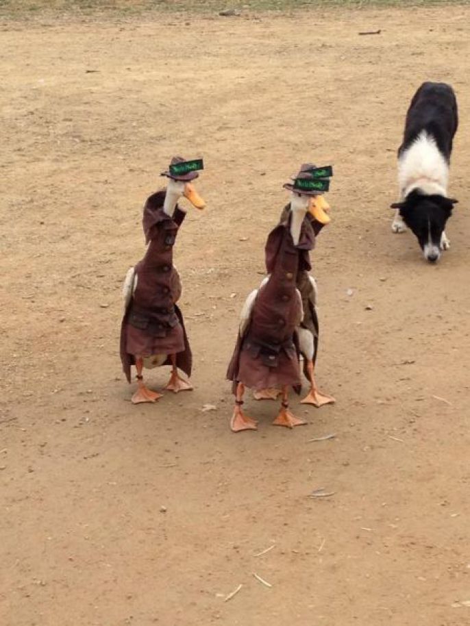 Dressed up geese 