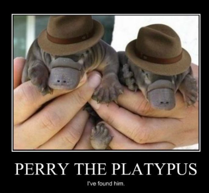 Platypus 