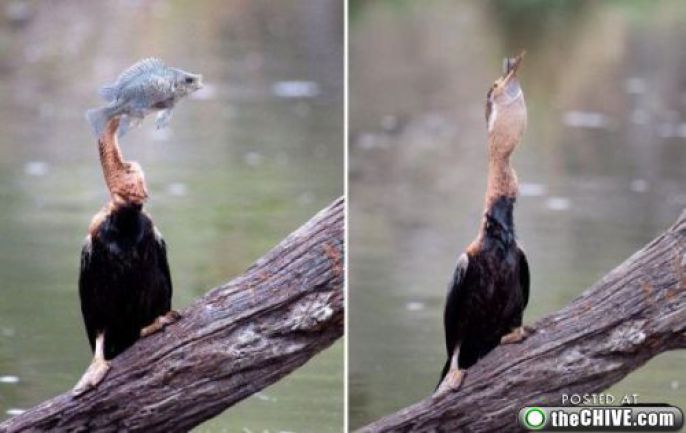 Fish Owned by Bird 