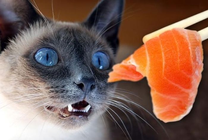 Funny Cat Wants Fish 