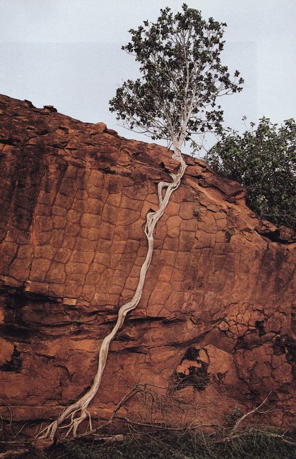 Cool Tree Root 