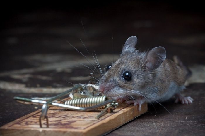 Outsmarting Mouse Trap 