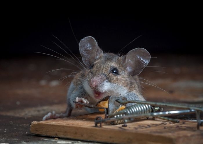 Mouse Holding Down Pin in Mouse Trap 