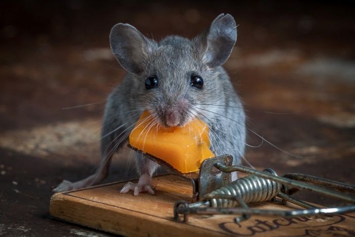 Mouse Outsmarting Mouse Trap 