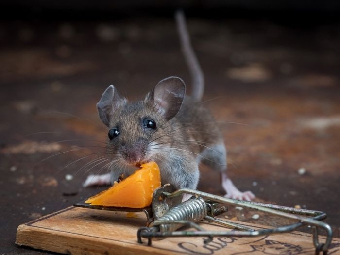 Smart Mouse Getting a Full Meal 