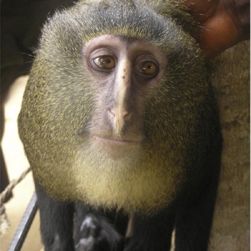 Uggly Monkey face 